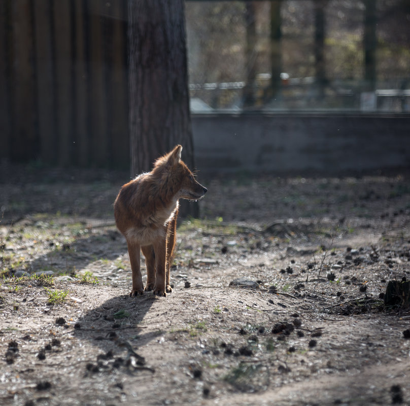 Zoo2 - Gotardo Ro