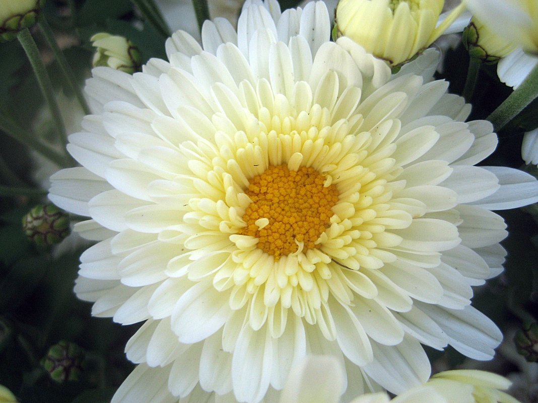 Хризантема белая - laana laadas