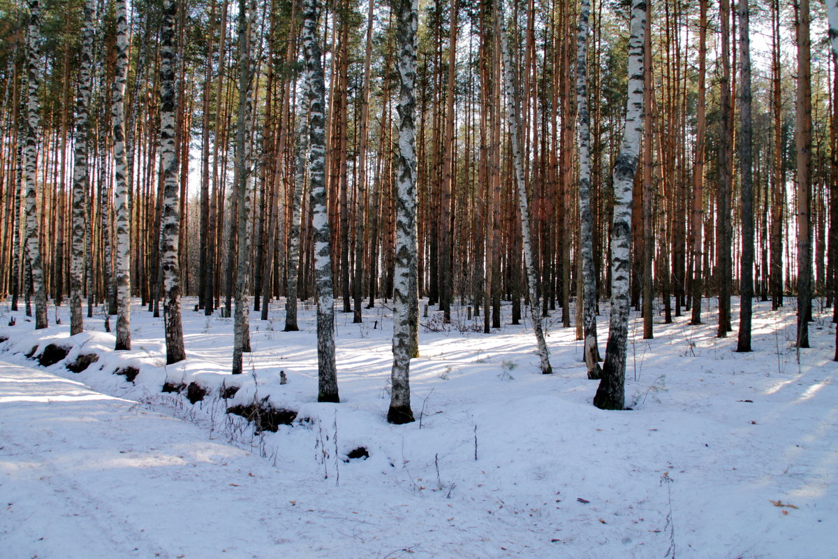 Северная сторона леса - Иван 