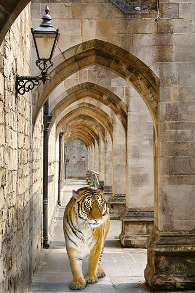 Тигр в арке - Vita Painter