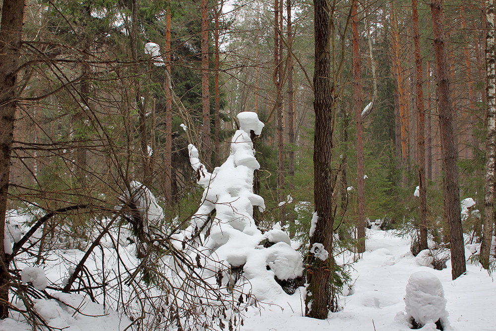снежные зарисовки в лесу - Валерий.Талбутдинов, 