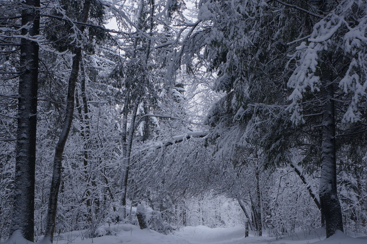 Зимний лес в Карелии - Yarick 