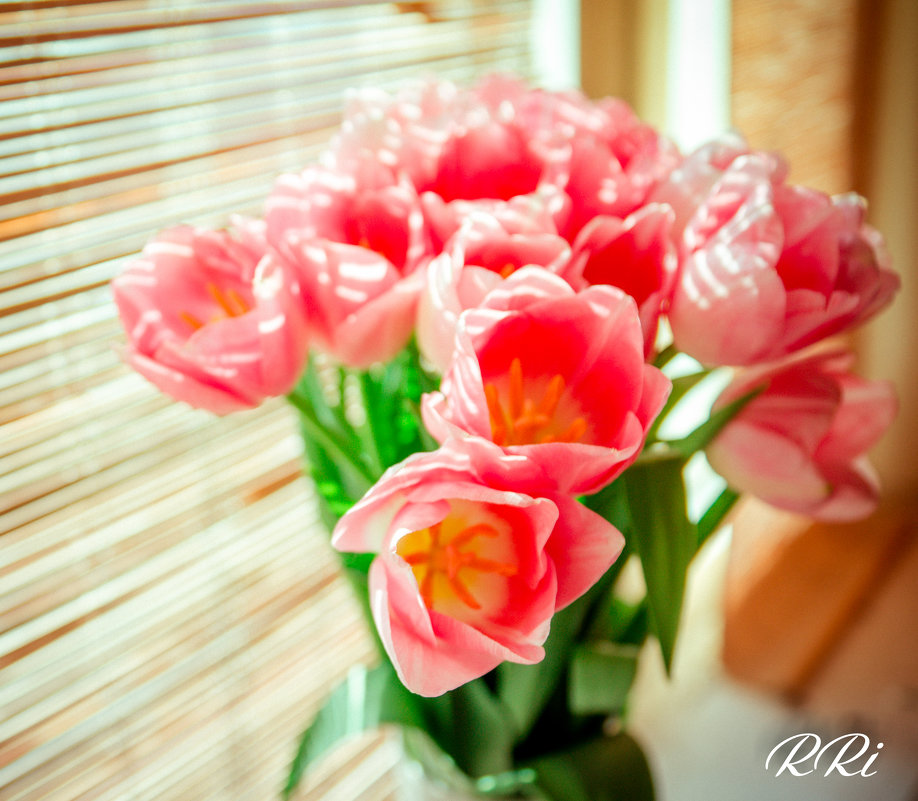 Тюльпаны - Roman Rez