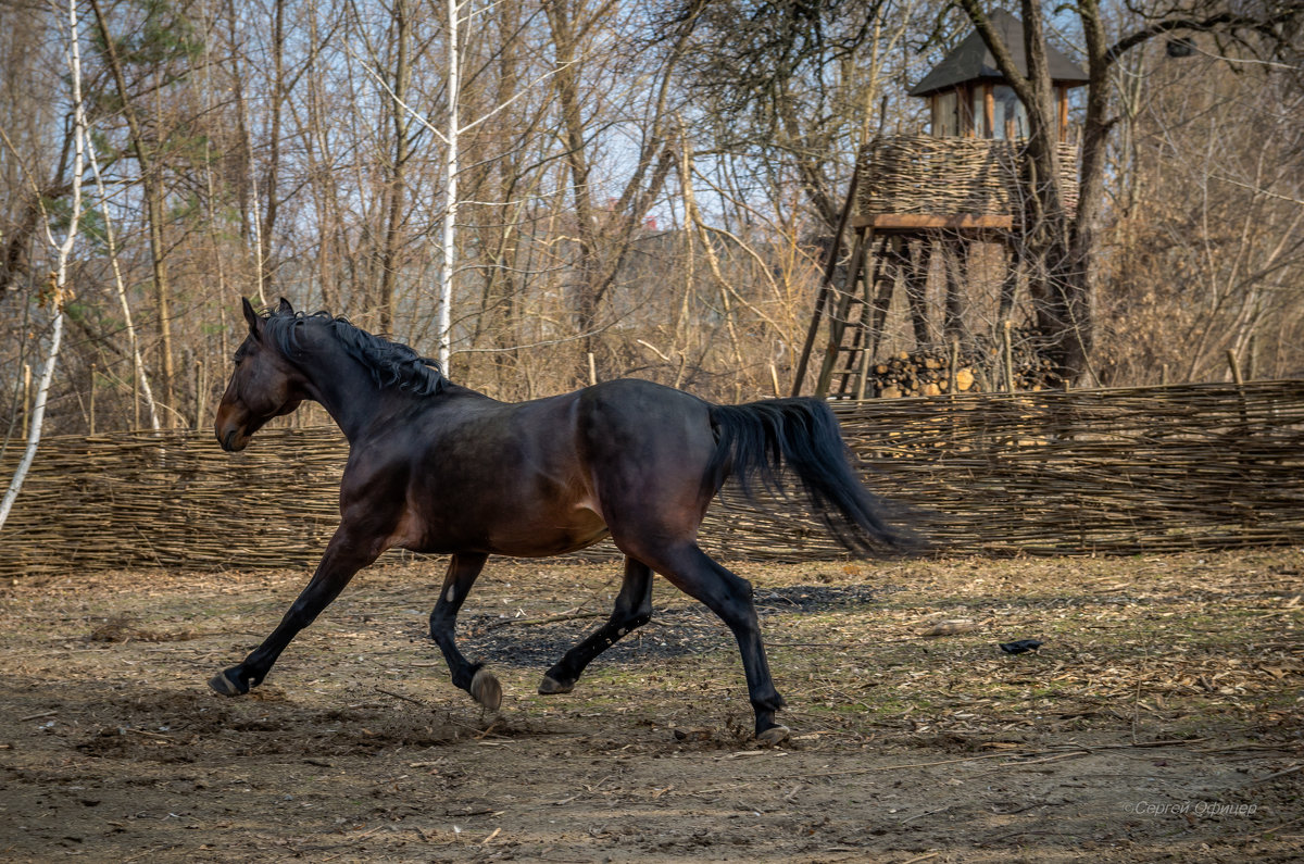 *** - Сергей Офицер