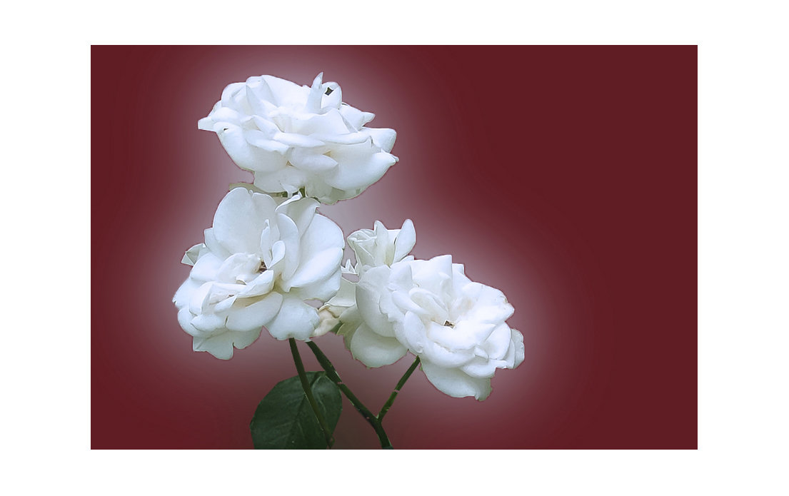 белые  розы - георгий петькун