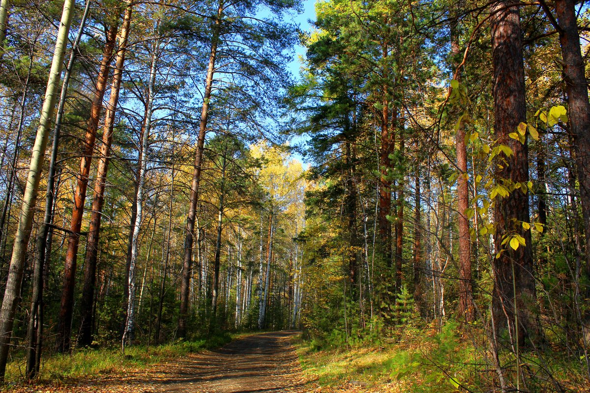 осень в лесу - Наталья Ивашевская