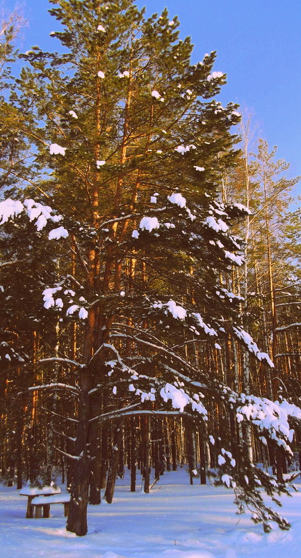 Сосна зимой - Ксения Пискунова