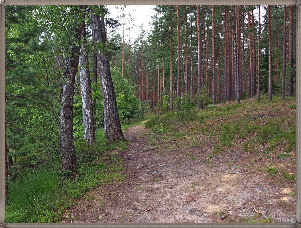 Смешанный лес... - Андрей Медведев