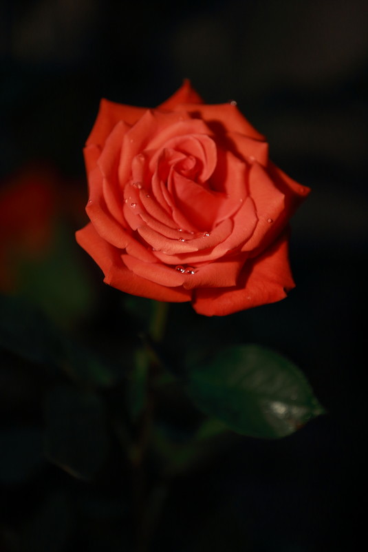 роза на темно фоне - Muslim Kenzhebayev