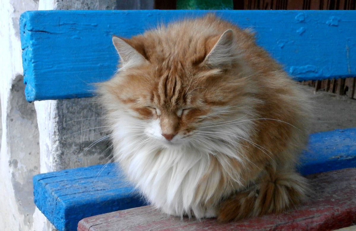 Круглый кот,пригревшись на солнышке, видит сладкий сон - Dr. Olver