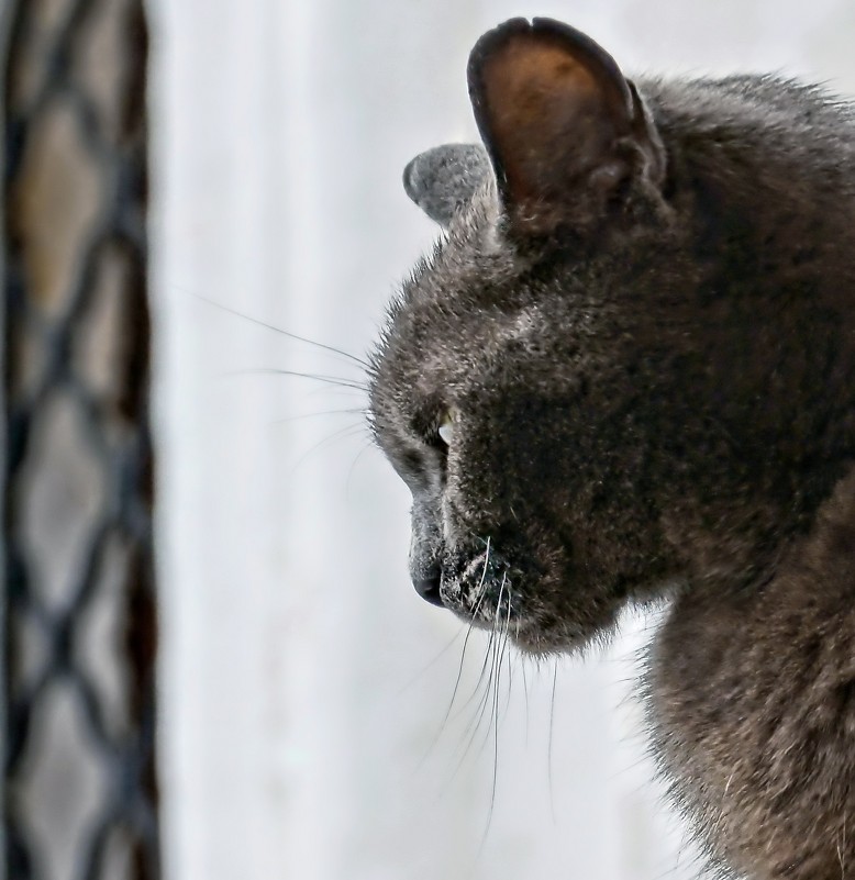 Кошачий сфинкс - Евгений Жиляев