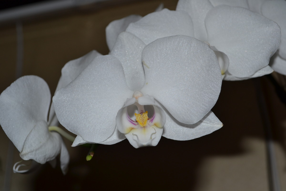 Мои любимые орхидеи - Eva Polozi