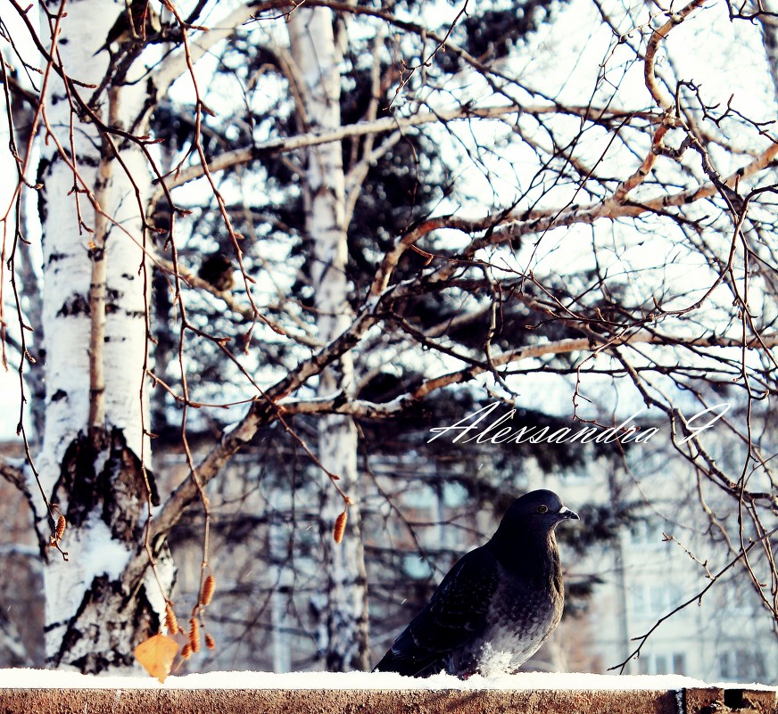Зимний пейзаж - Александра Ивасенко