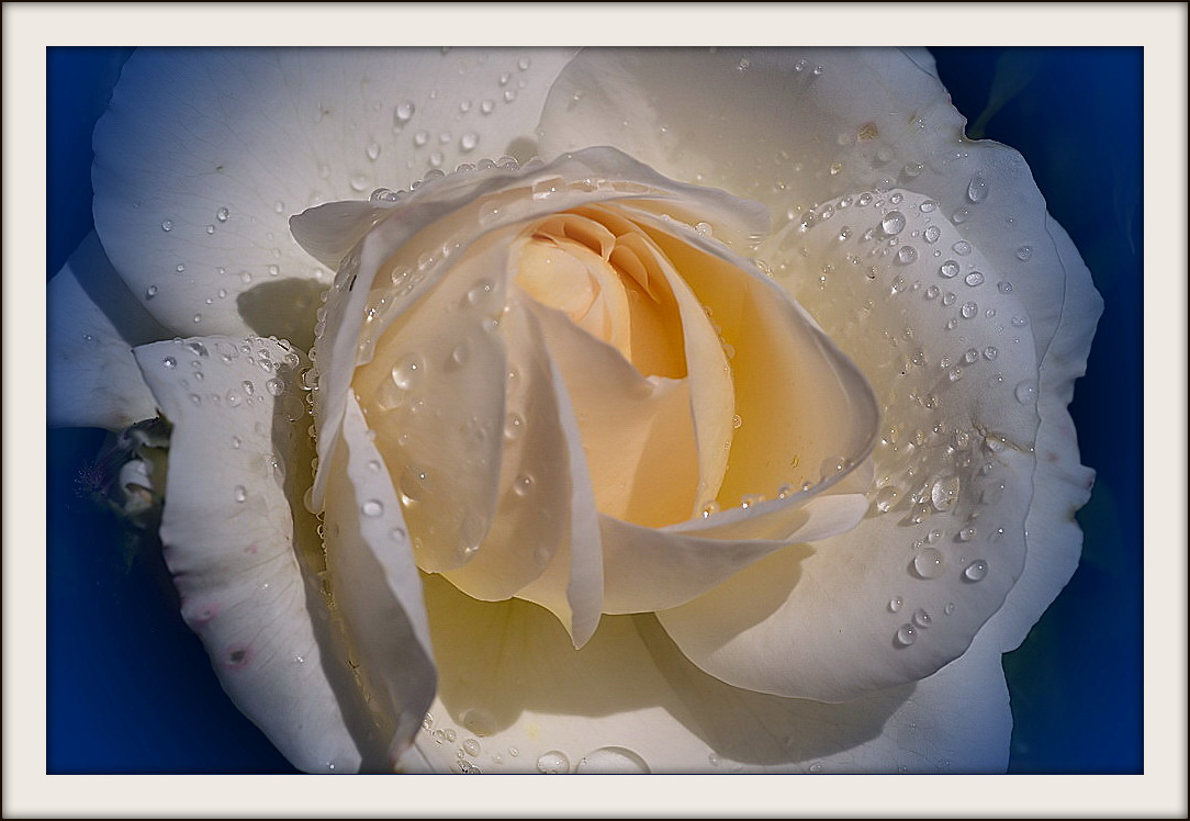 Белая роза - igor G.