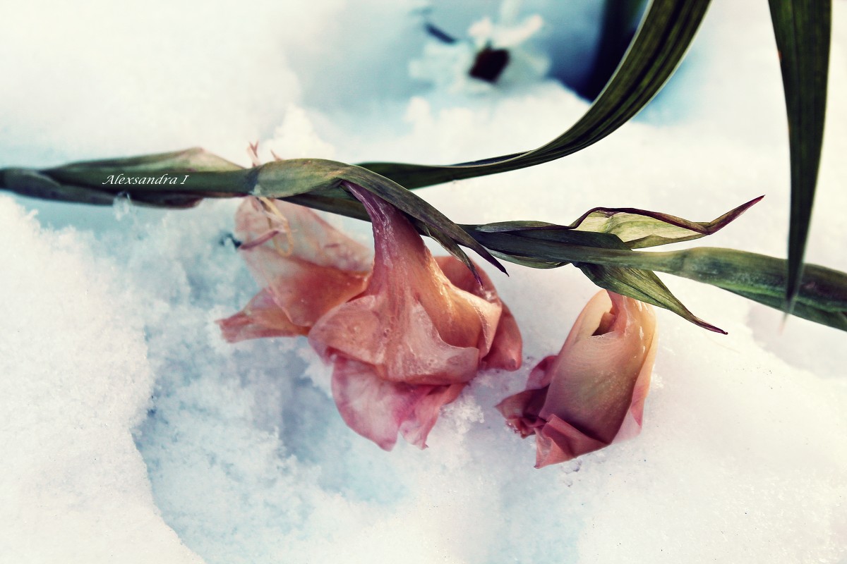 Цветы в снегу - Александра Ивасенко