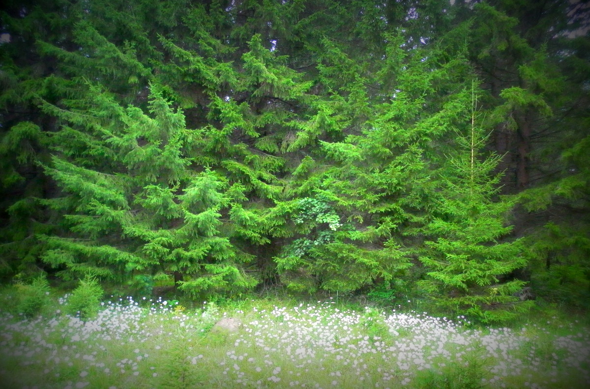 Зеленый лес - Анастасия Стародубцева
