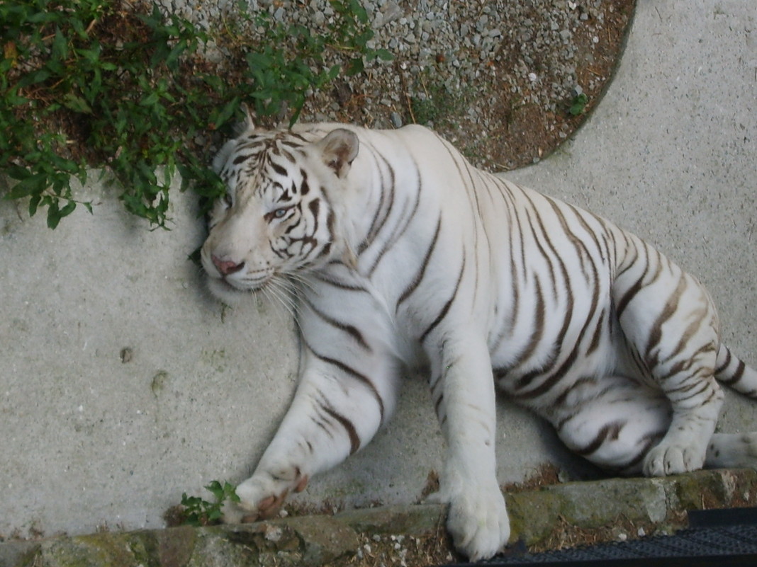 Белый тигр - Константин Рудинский