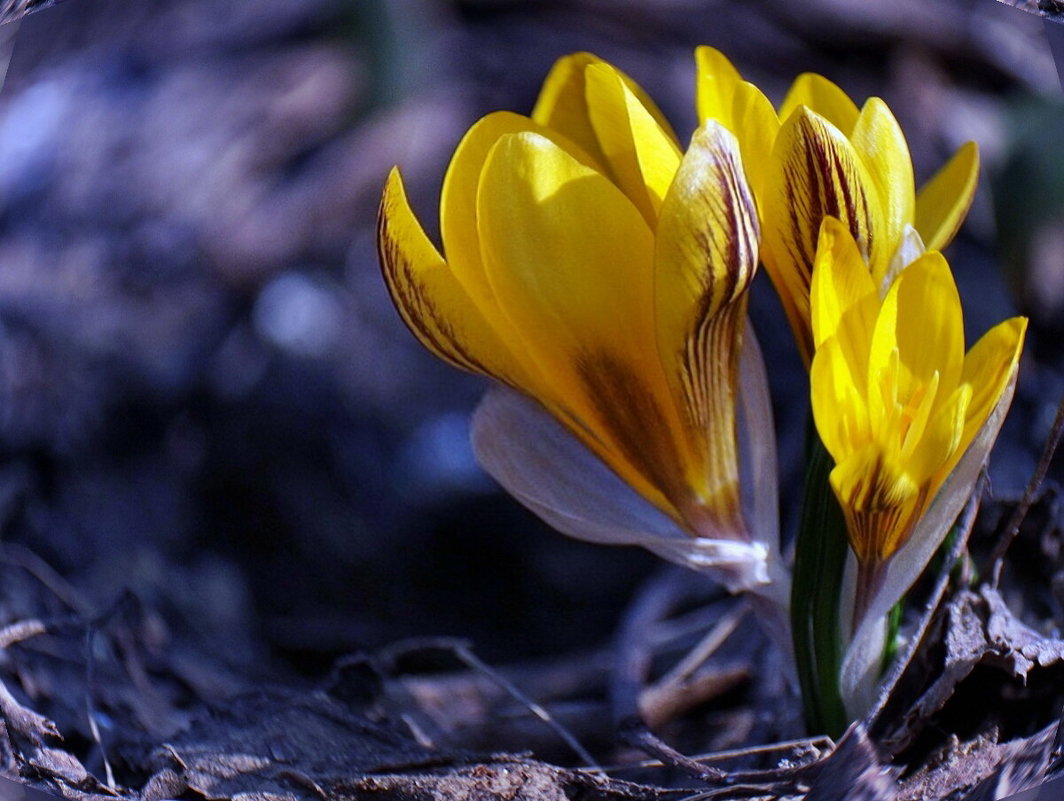 Весны цветы. Первые крокусы - Александр Резуненко