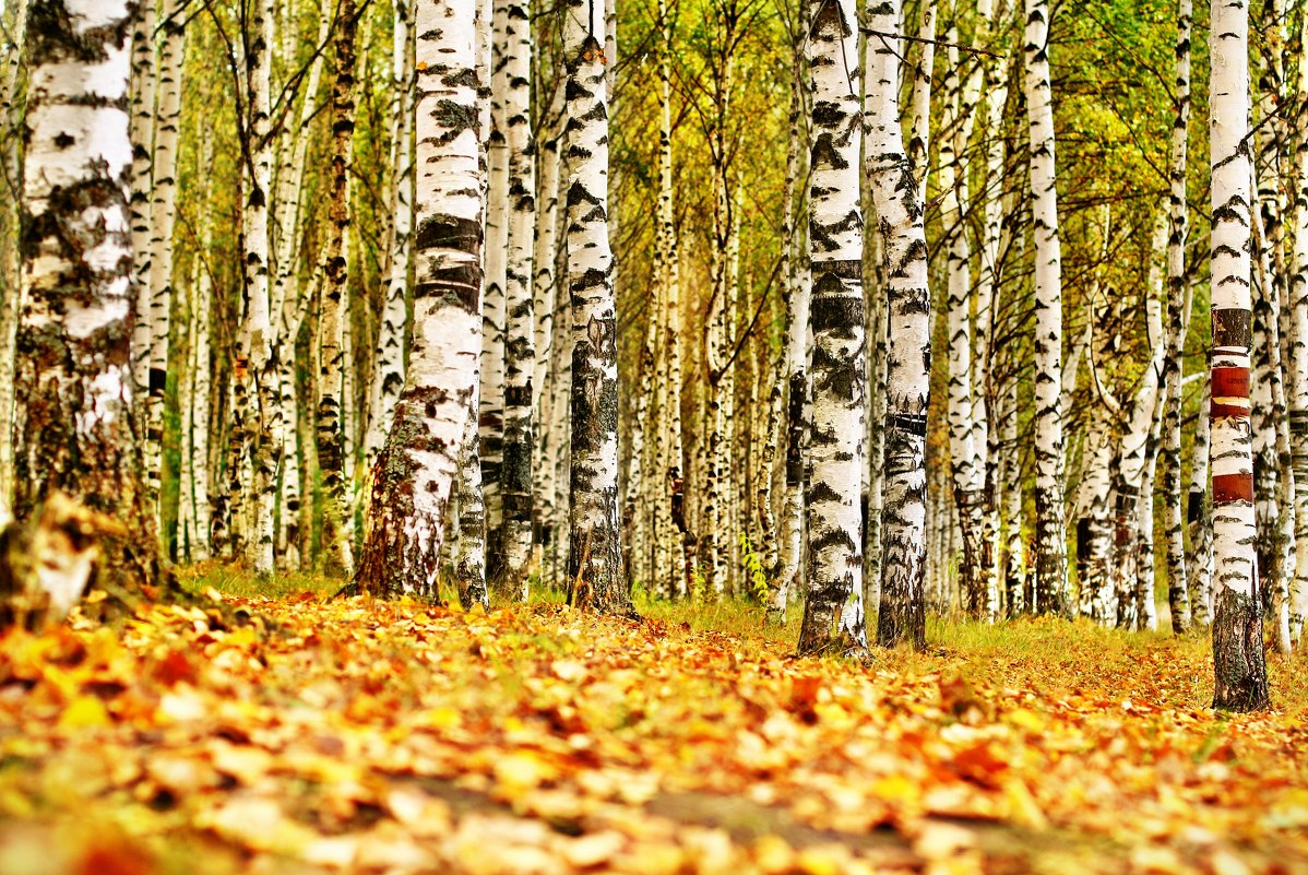 Осень - олег фотограф-любитель