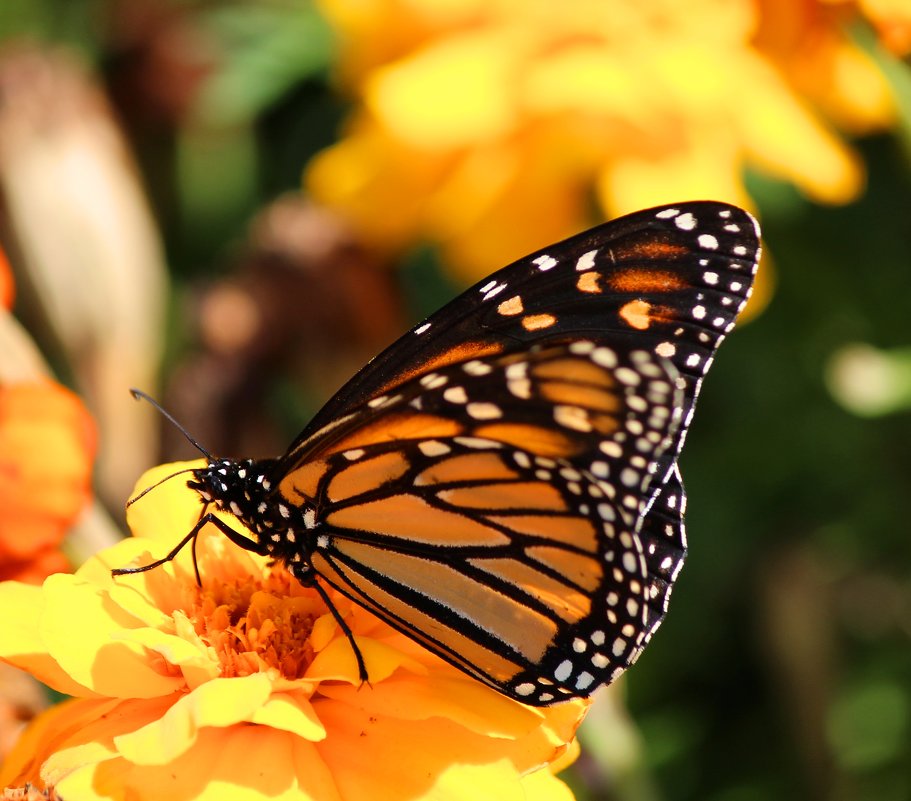 Бабочка Монарх - Natalya секрет