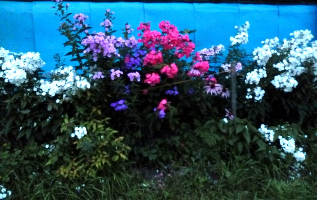 Цветы у дома - Mary Коллар