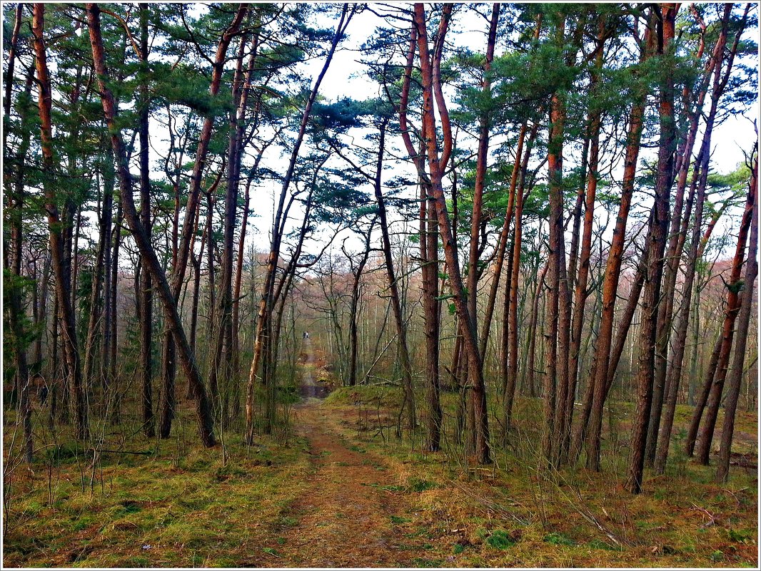 Куршская коса, сосновый лес. - Валерия Комова