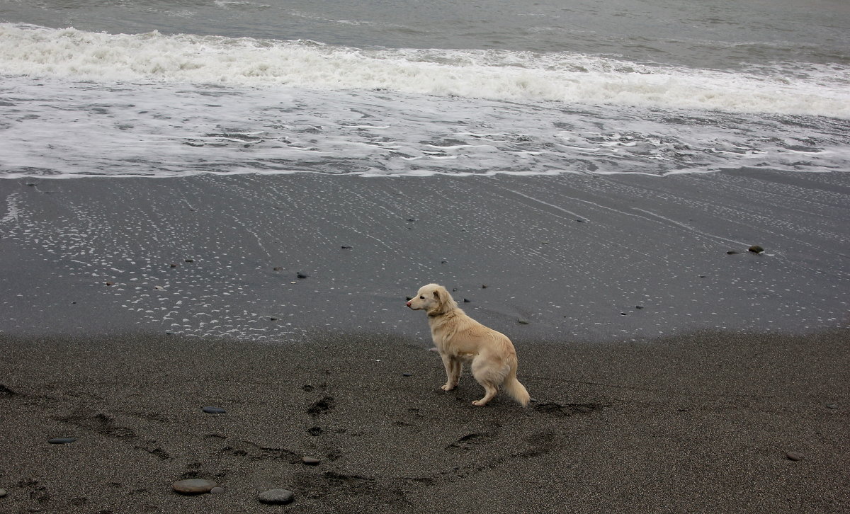 Пёс и море - Виолетта 