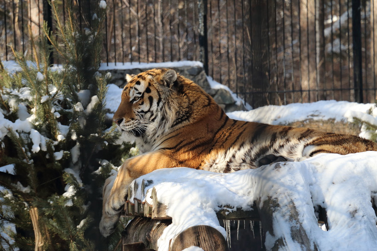 Новосибирский зоопарк - Иван Янковский