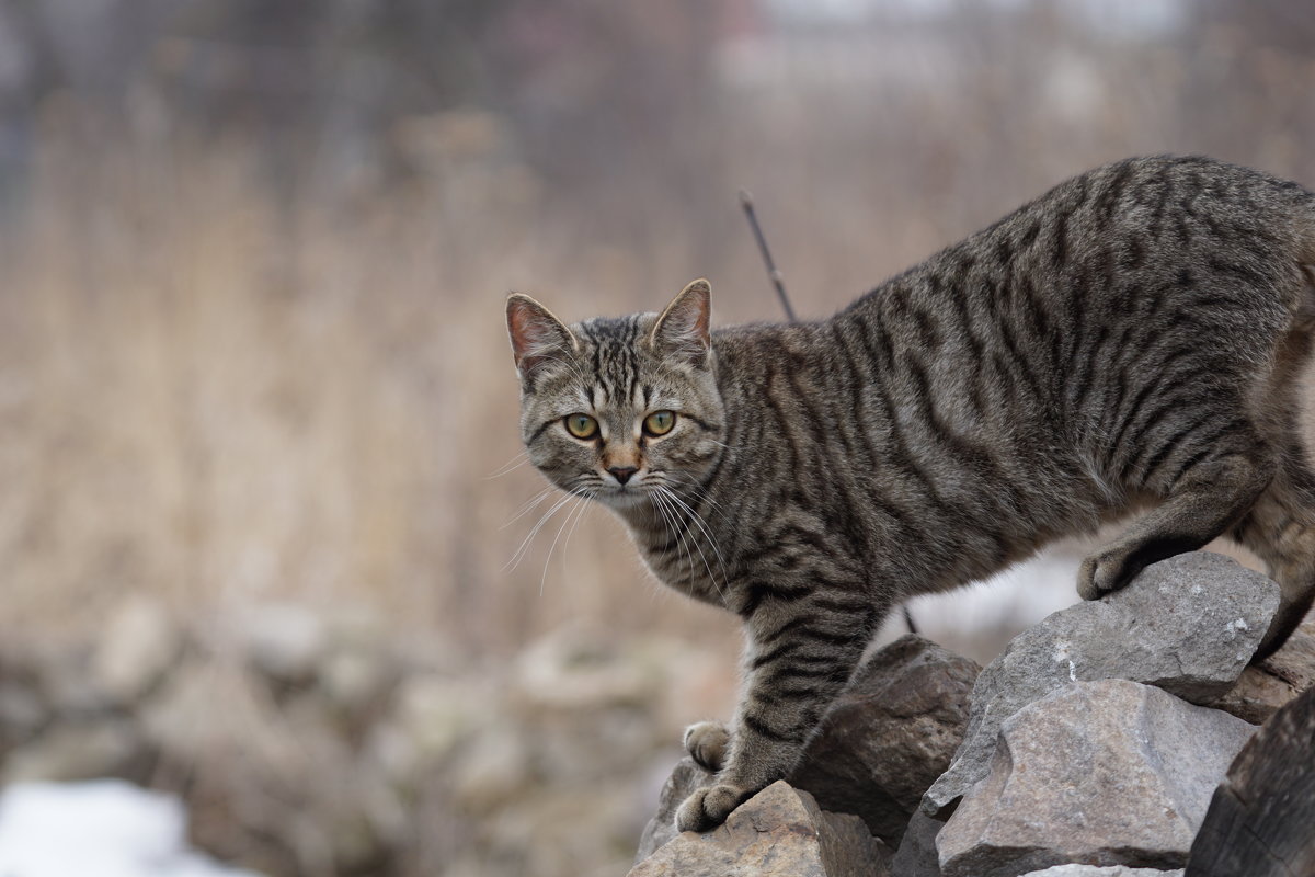 кот Чудик - Дмитрий Долгов