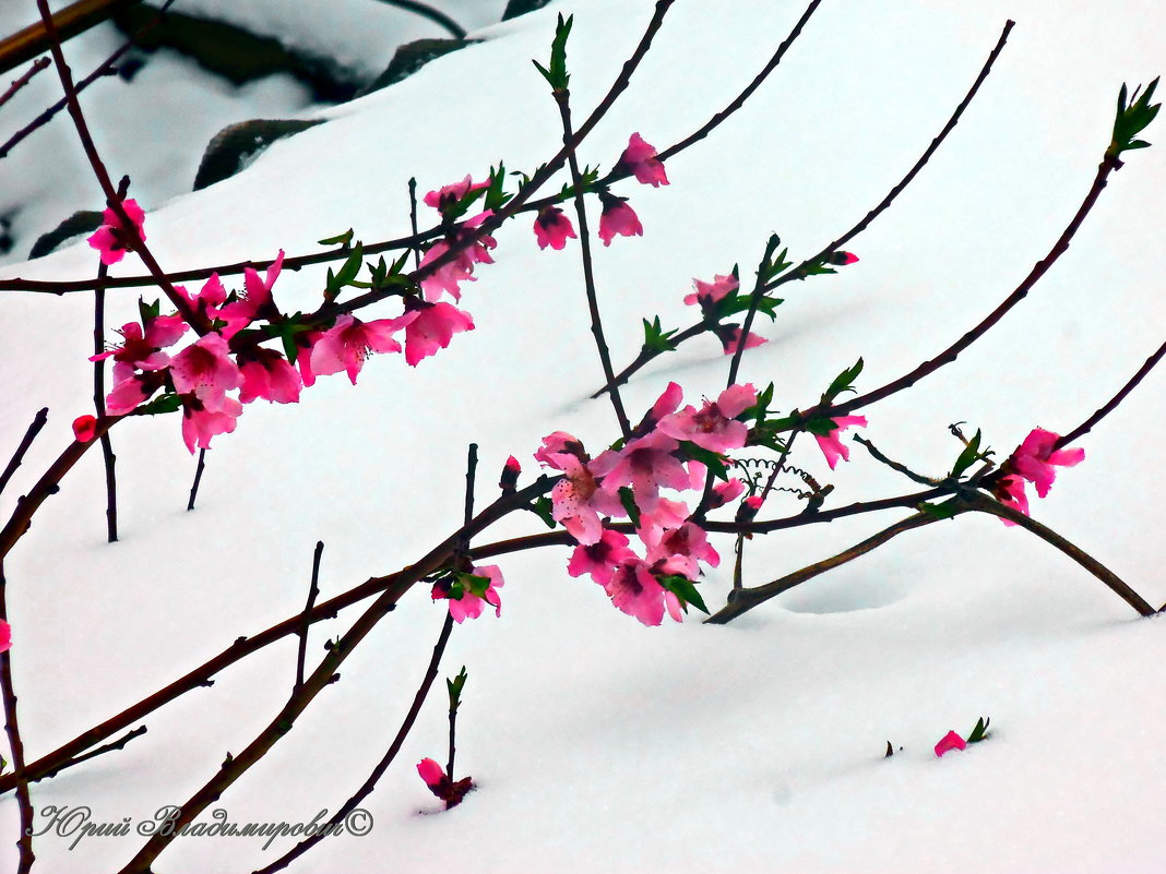 Ветка персика на снегу - Юрий Владимирович