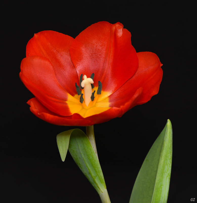 The little red Tulip - Галина Galyazlatotsvet