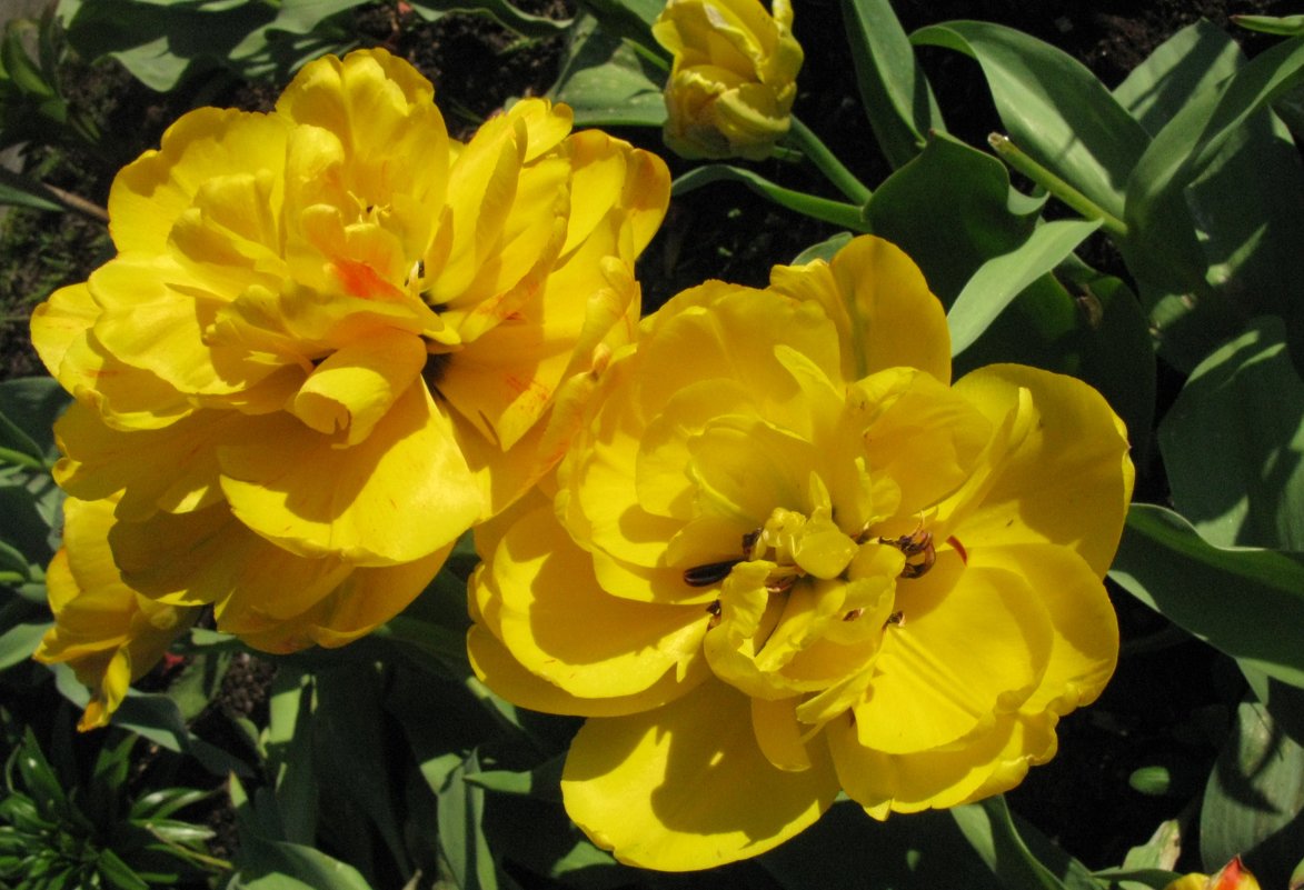 Жёлтые тюльпаны... - ТАТЬЯНА (tatik)