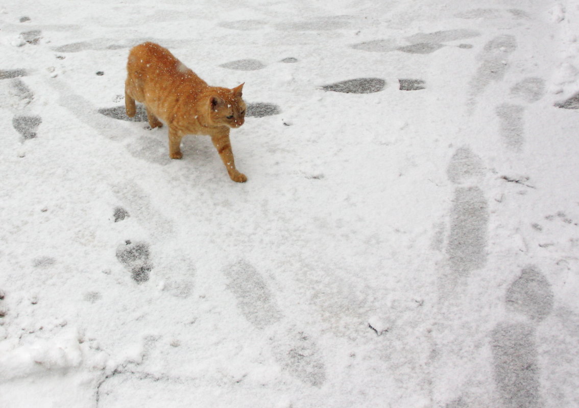 Кот тоже не верит, что Воронеж завалило снегом - Татьяна_Ш 