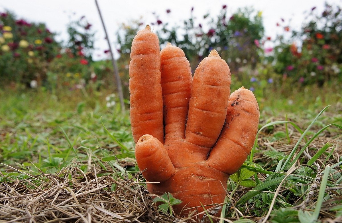 Приветливая морковка... - марк 