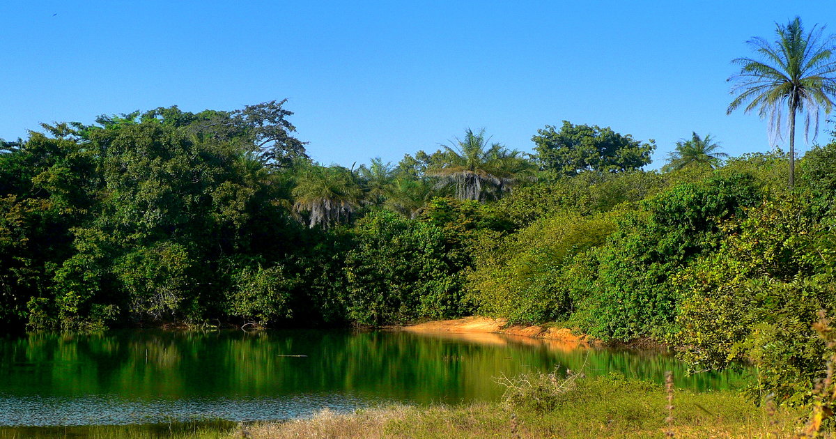 озерцо в тропическом лесу - Тамара 