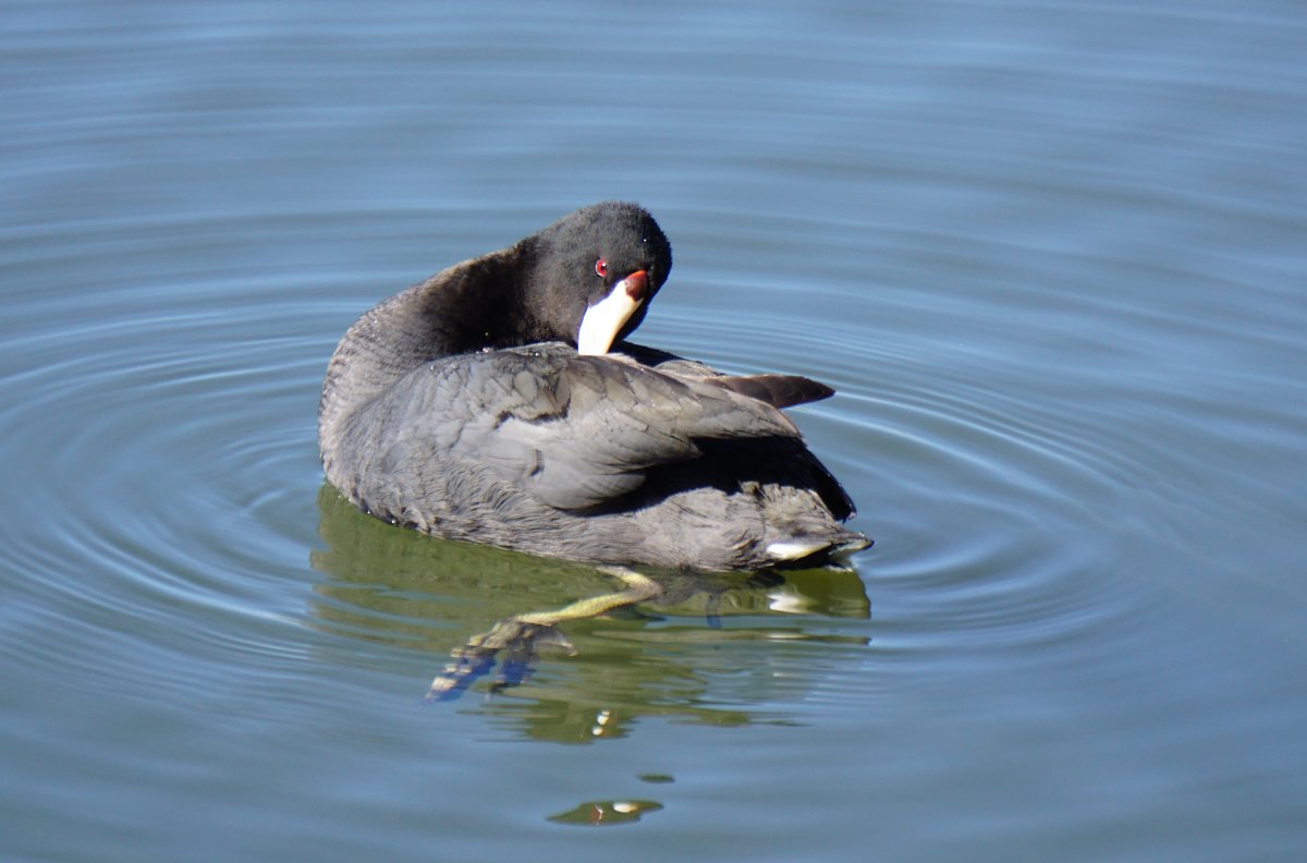 grebe - vanyathesniper 