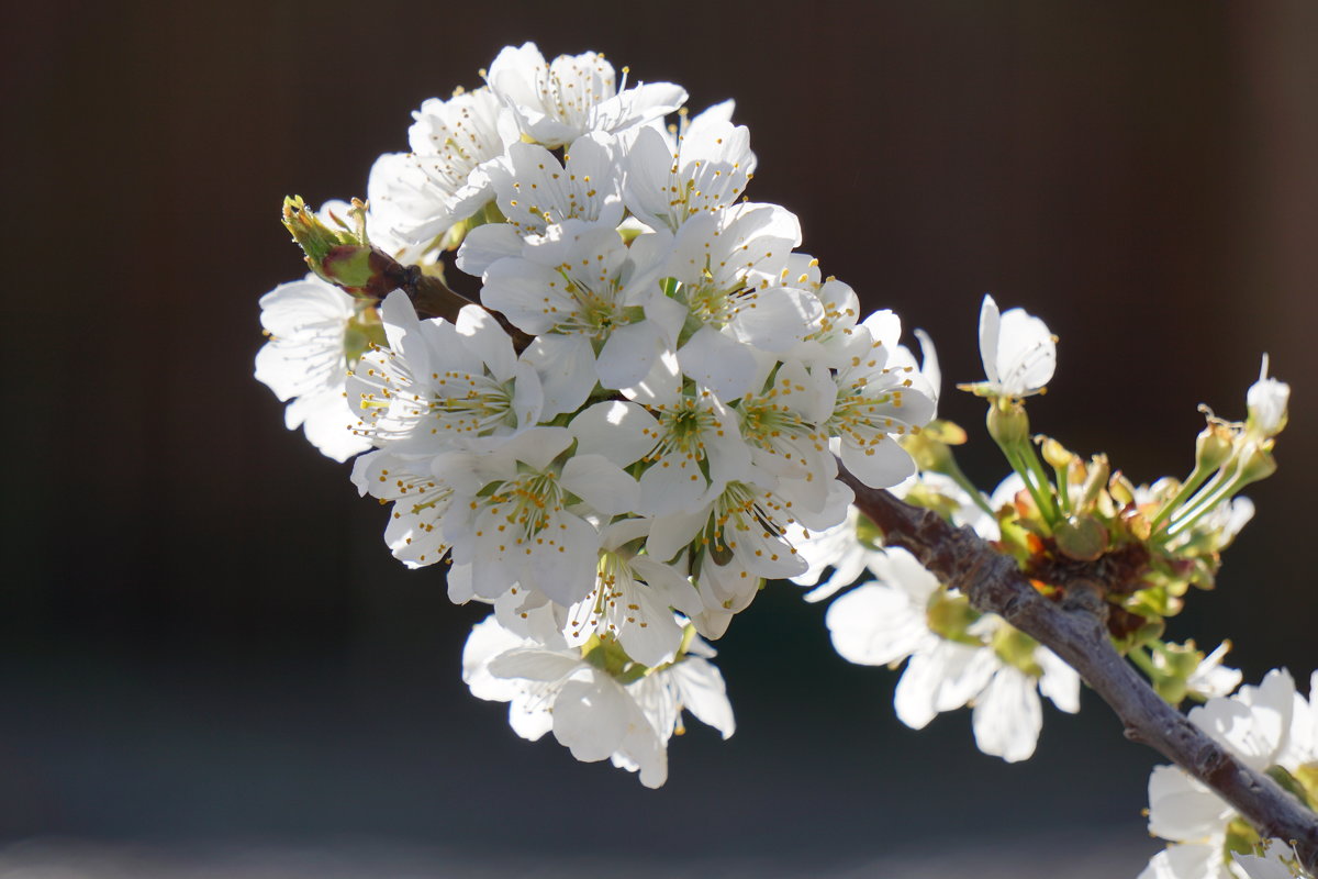 flowering tree - vanyathesniper 