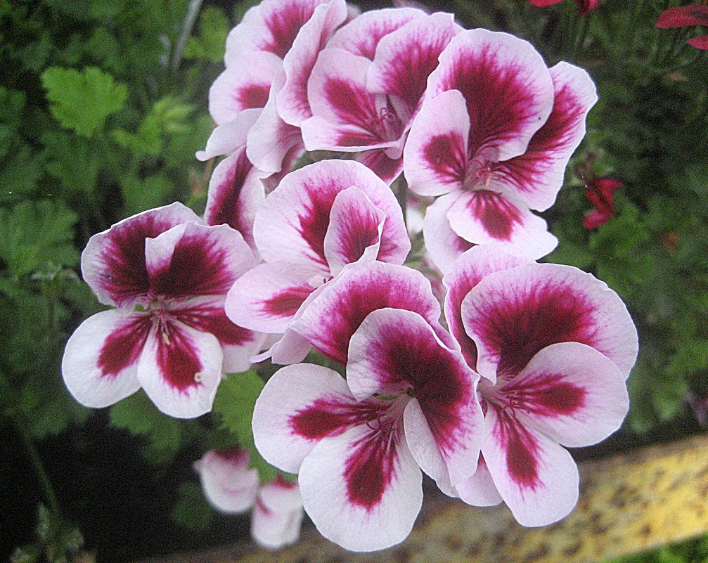 Pelargonium grandiflorum / Пеларгония крупноцветковая - laana laadas