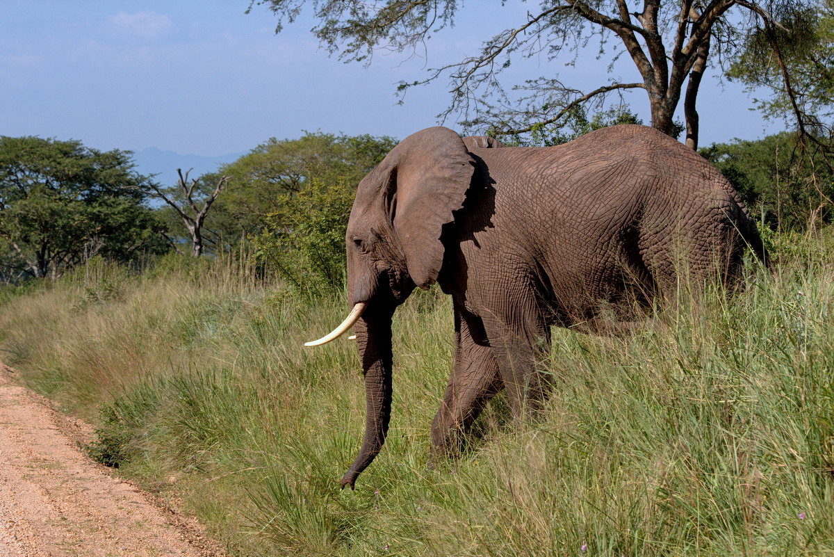Африканский слон - Евгений Печенин