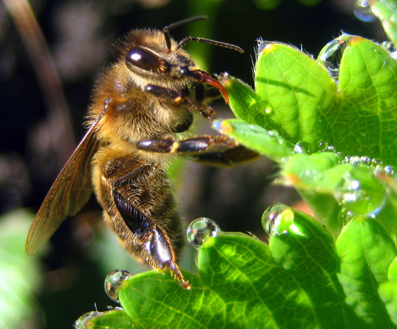 Пчёлка - оля san-alondra