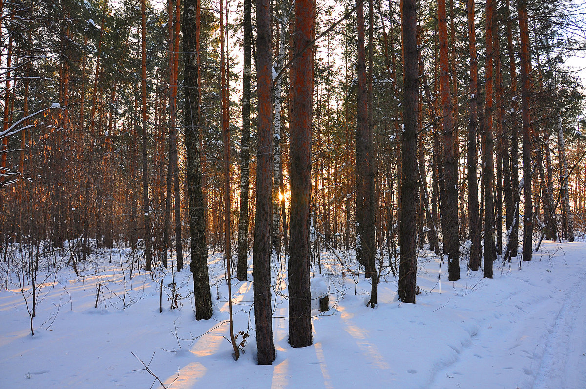 Зимний лес. - Алексей http://fotokto.ru/id148151Морозов