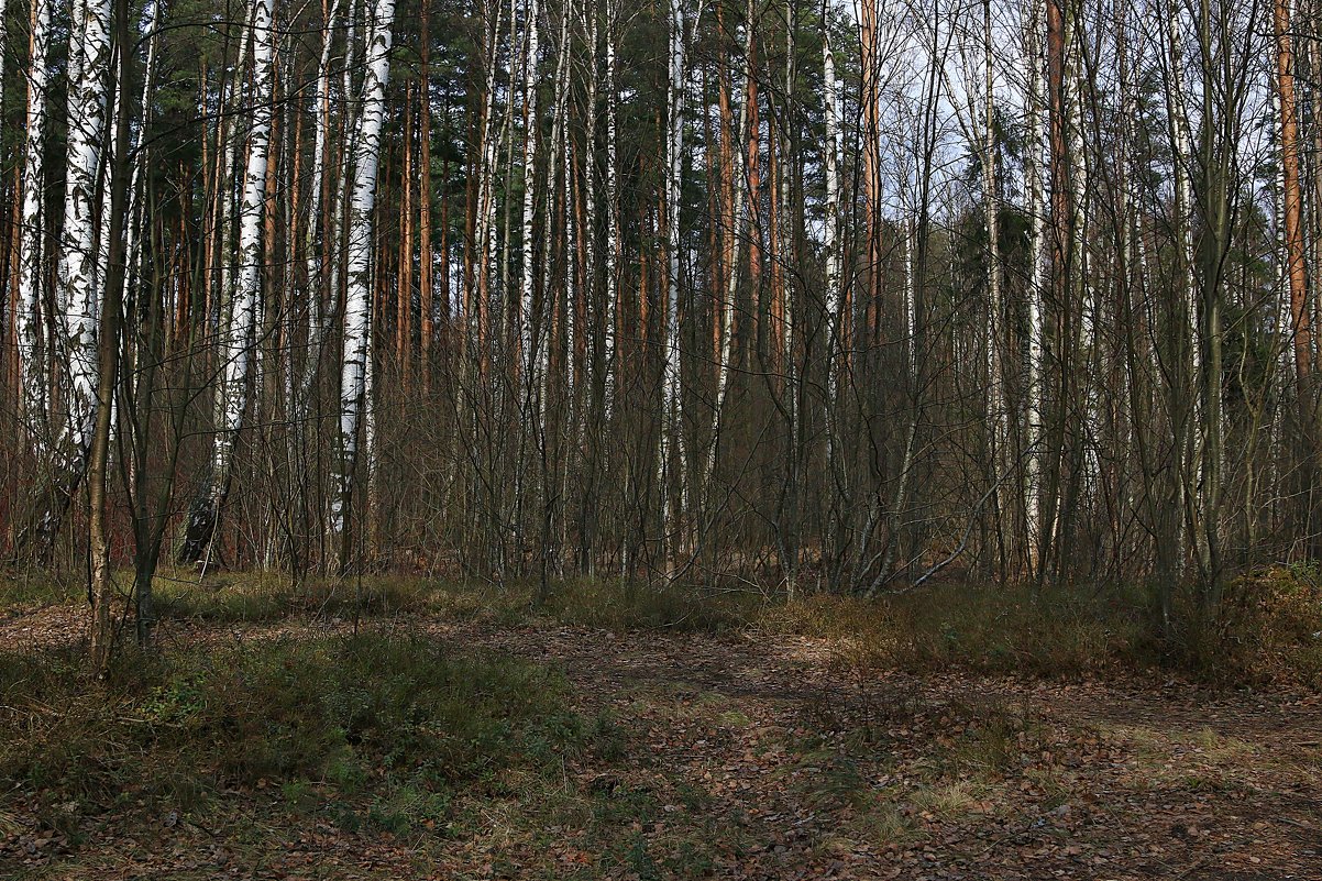 Весенний лес - Михаил Лобов (drakonmick)
