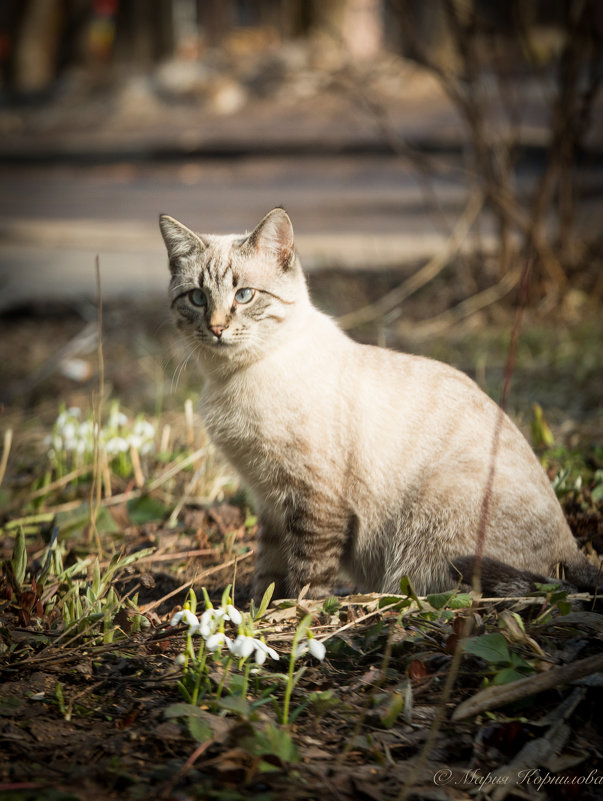 Кот и подснежники - Мария Корнилова