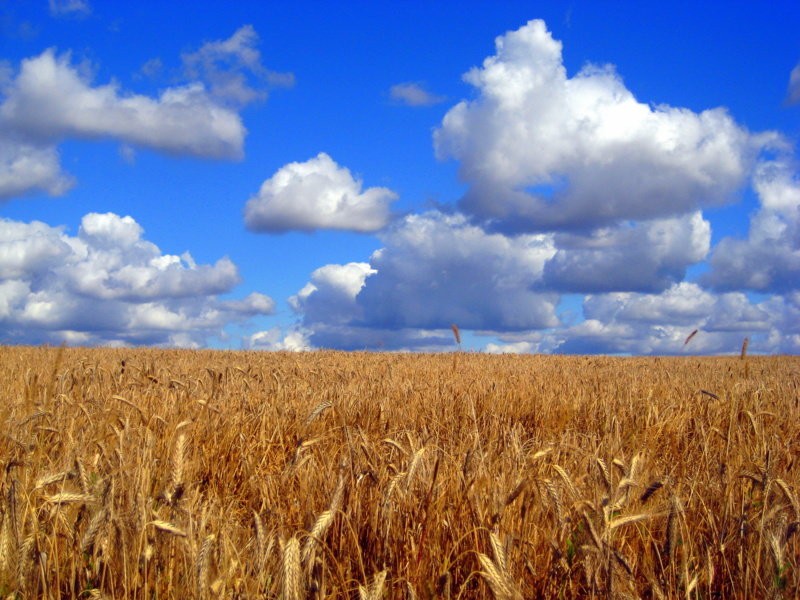 Пшеничное поле - оля san-alondra