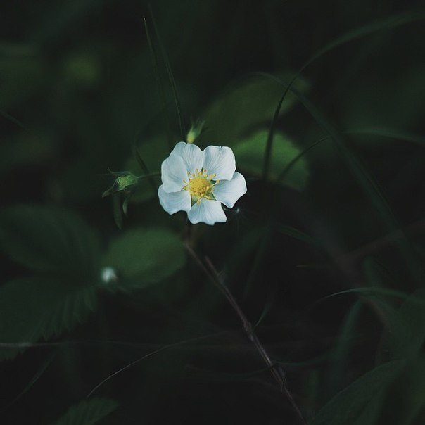 flower - Алина Филатова