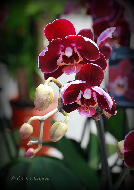 В Древней Греции орхидеи считались священными цветами. - Anna Gornostayeva