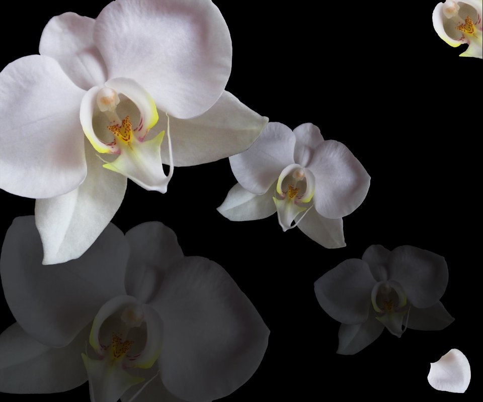 белая орхидея - Ангелина К