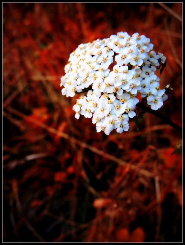 Осенний цветок - лена григорьева