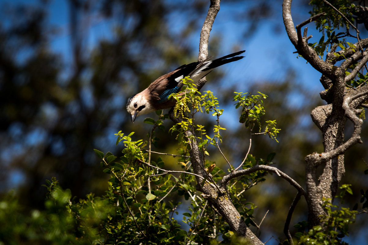 Сойка (Garrulus glandarius). - alexnder 