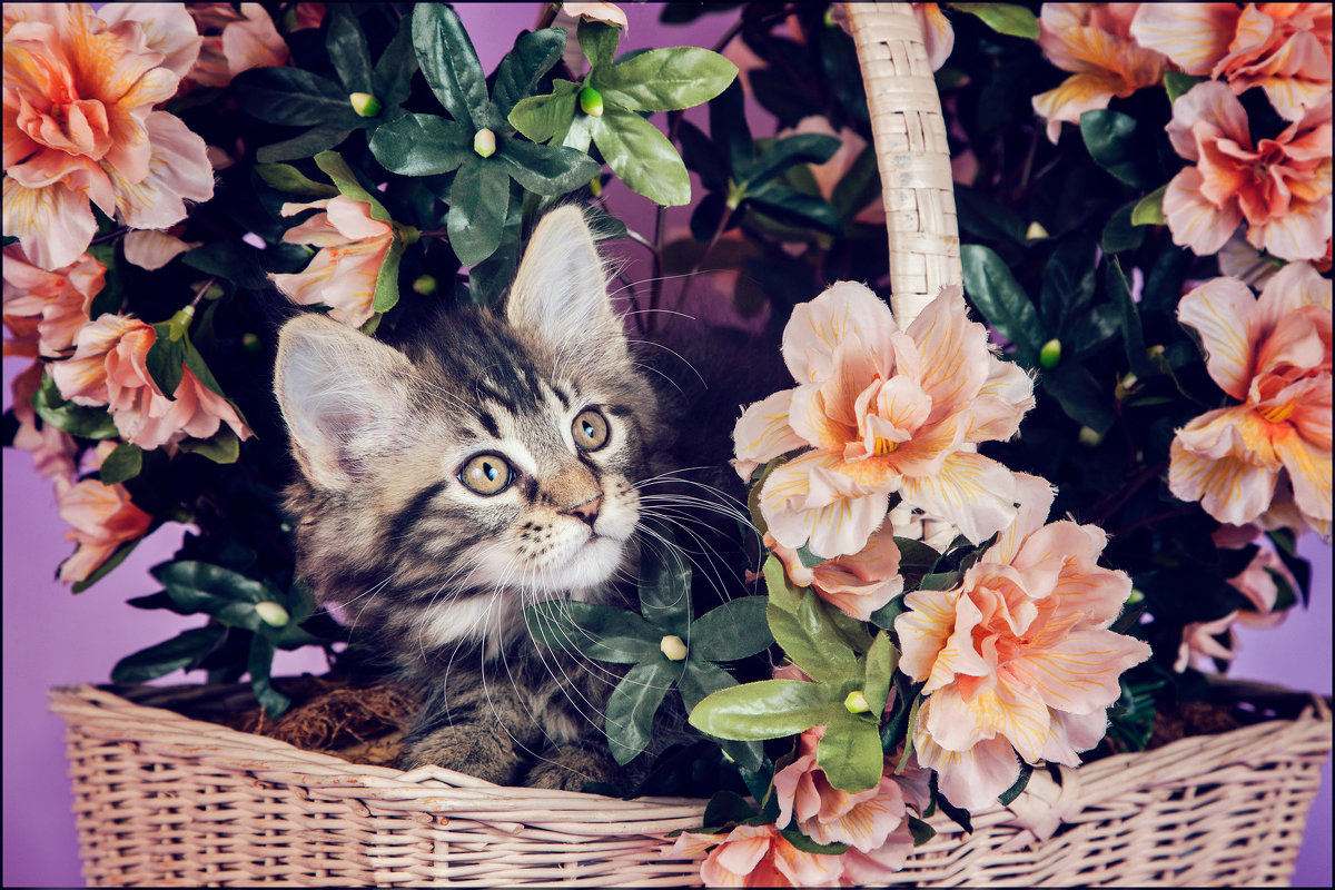 Котенок в цветах - Jamila Agaeva